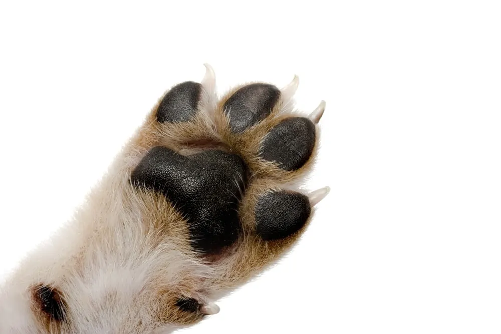Dog Breeds That Use Their Paws A Lot