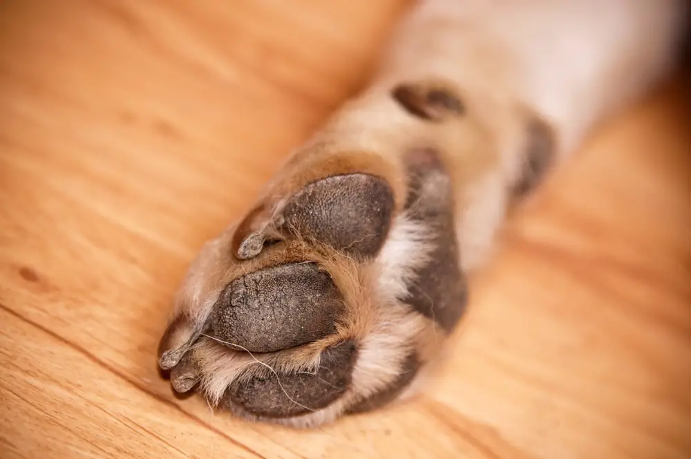 Dogs Who Use Their Paws for Purpose 