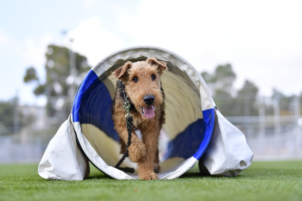 Best Agility Tunnels for Dogs – Guide and Reviews 2023