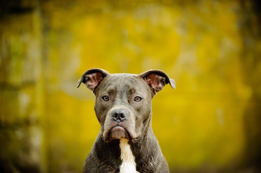 Blue Nosed Pit Bull
