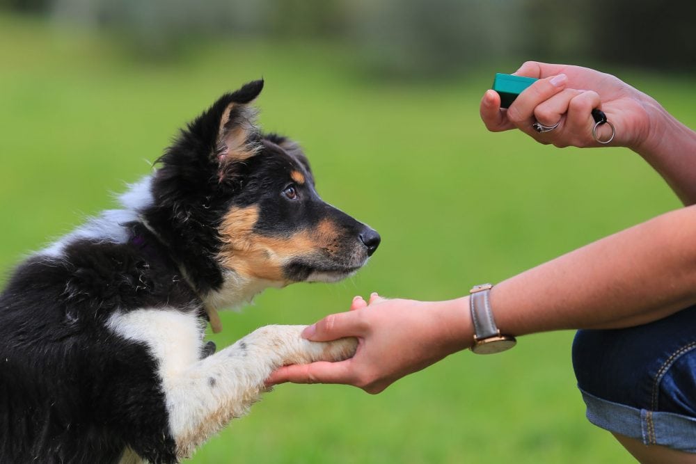 Dutch Dog Commands: How to Train your Dog in Dutch