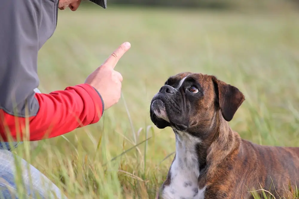 Teaching your Dog how to Stay