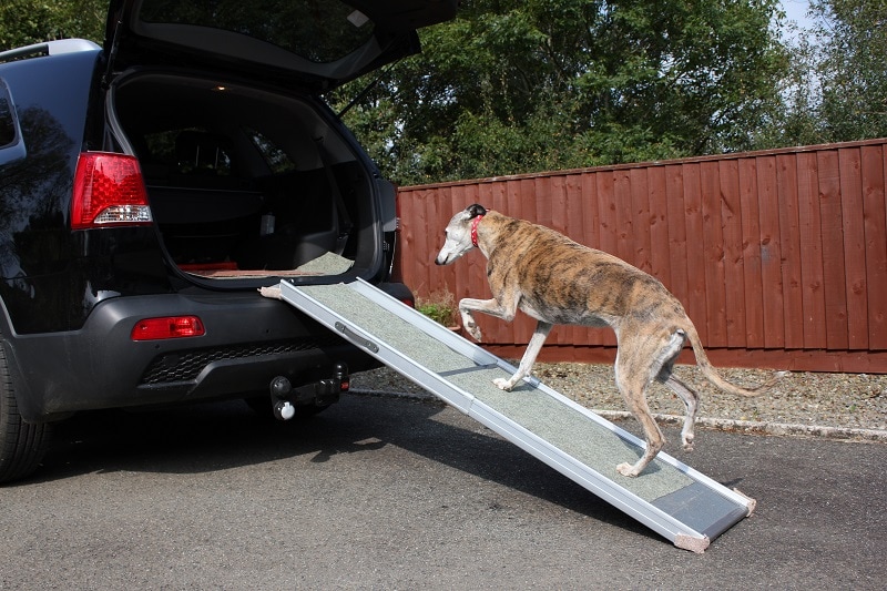 5 Best Dog Ramps – Complete Guide and Reviews 2023
