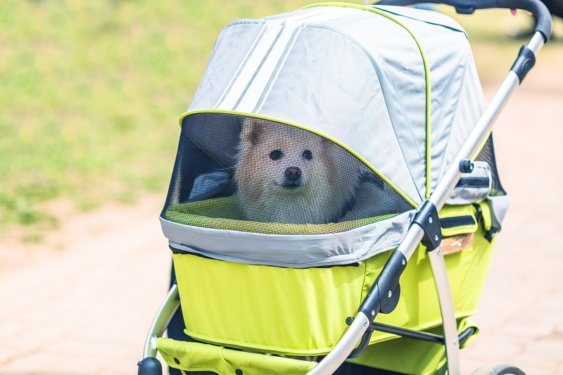 5 Best Dog Strollers – Complete Guide and Reviews 2023