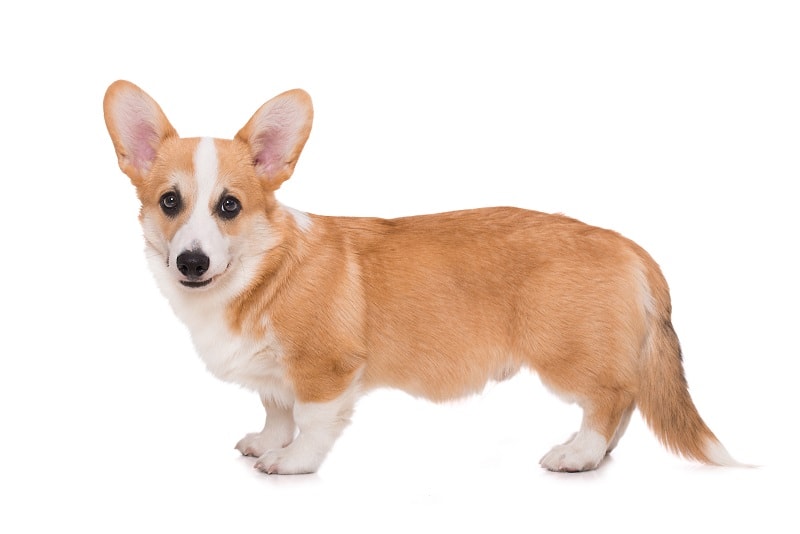 37 Corgi Mixed Breeds – UPDATED FOR 2023!
