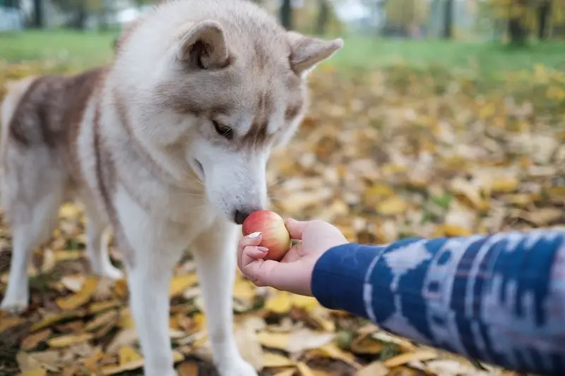 Side Effect of Apples for Dogs