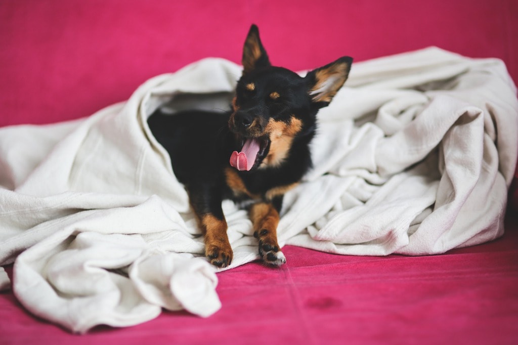 Why Does My Dog Nibble on Blankets?
