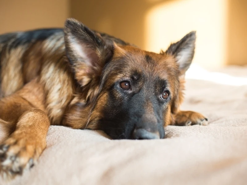 Different Types of German Shepherd – Complete Guide 2023