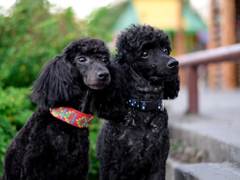 Different Types of Poodles – Complete Guide 2023