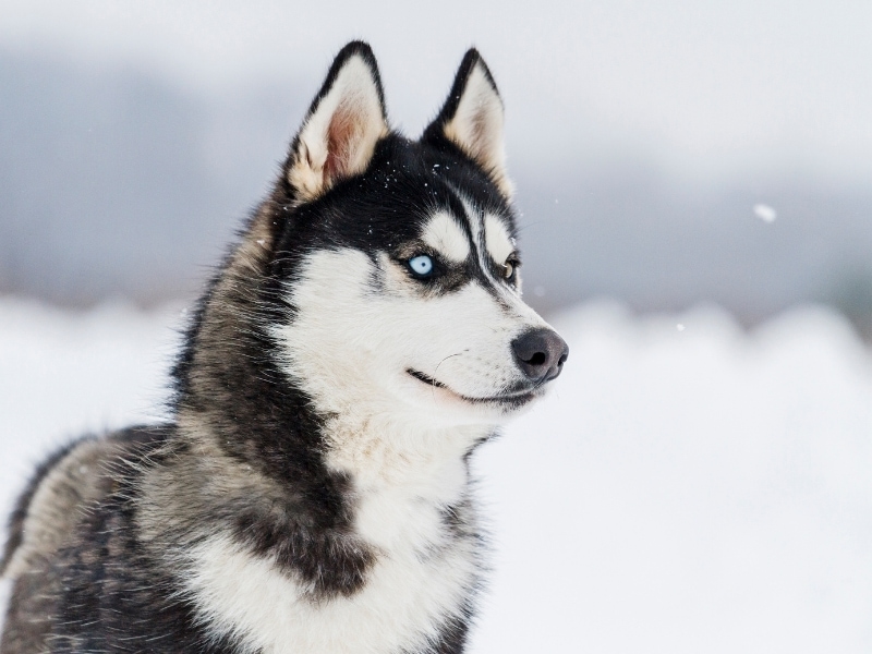 Different Types of Huskies – Complete Guide 2023