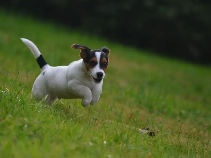 Brief Jack Russell Terrier History