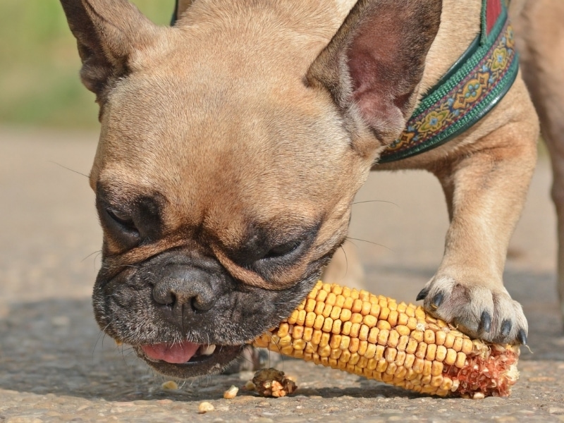 Can Dogs Eat Corn