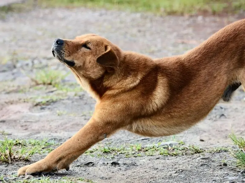 My Dog Is Stretching a Lot