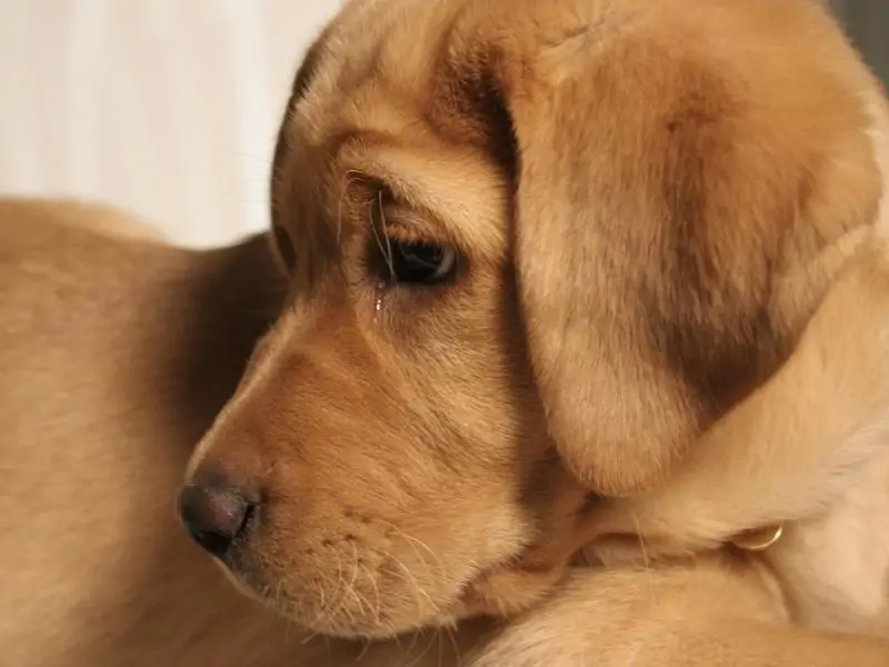 Why Do Dogs Cry