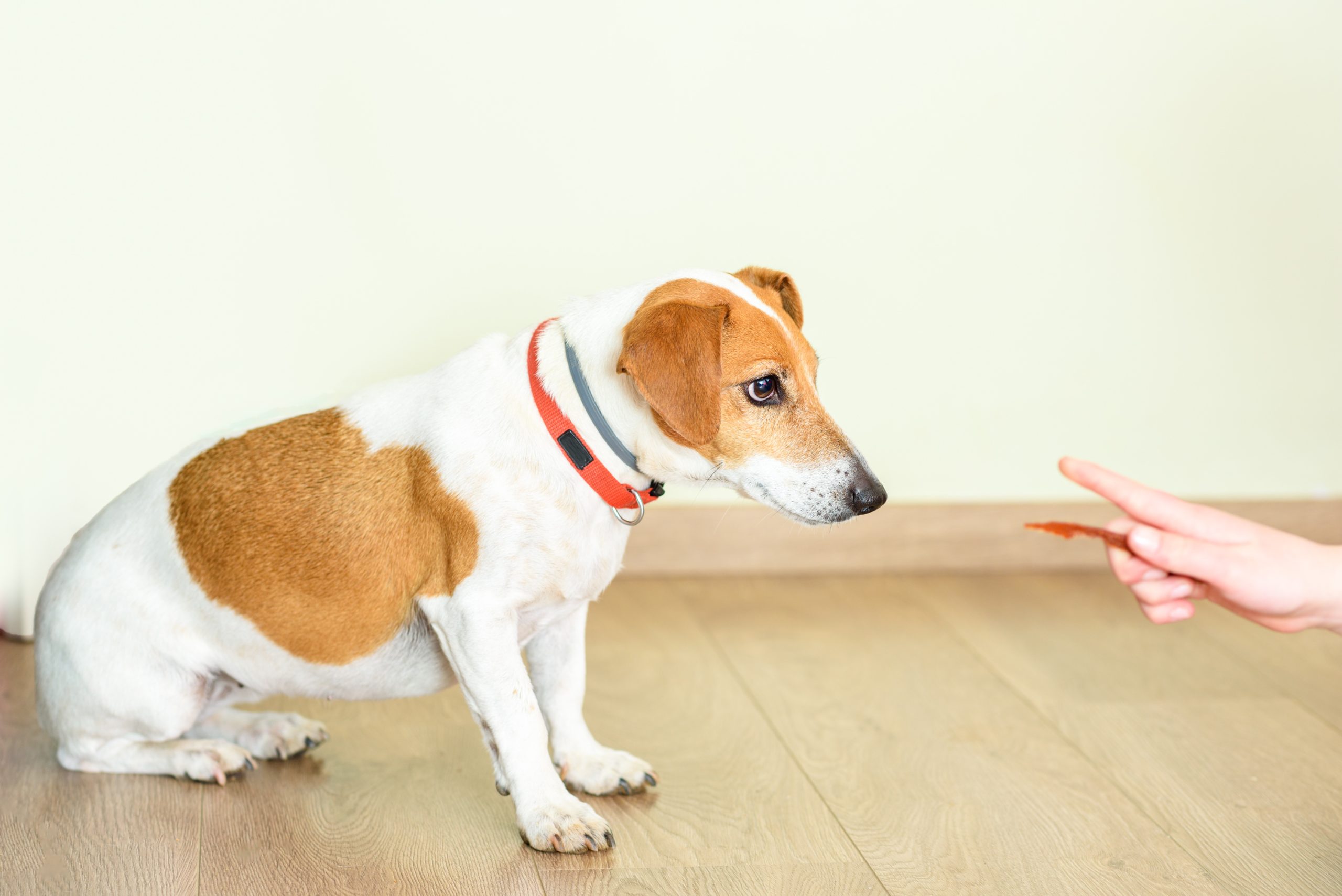 Dog teaching basic commands