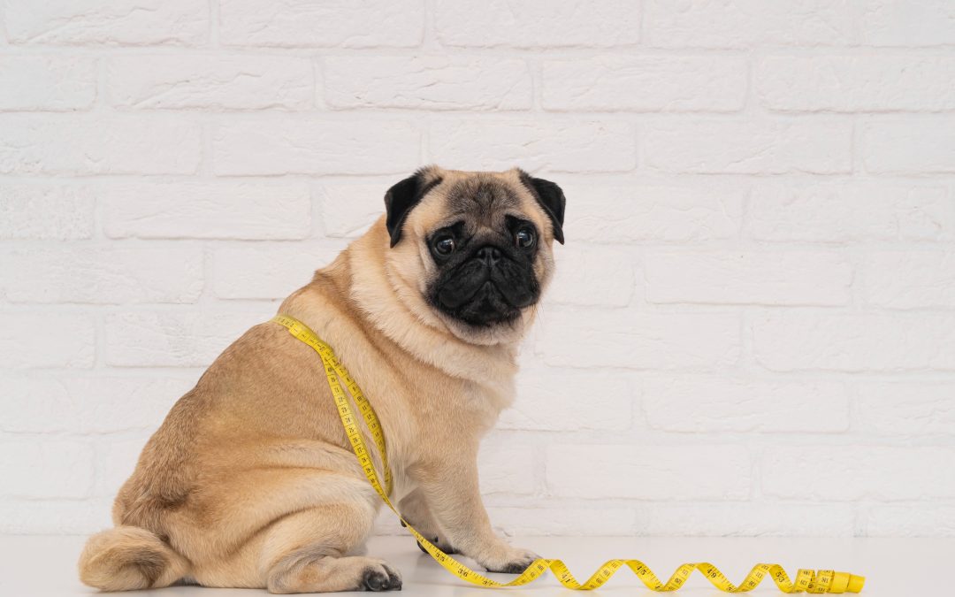 How Can I Prevent My Dog From Getting Overweight?
