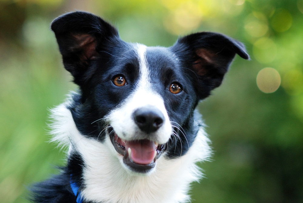 Border Collie Ears: The Complete Guide 2023