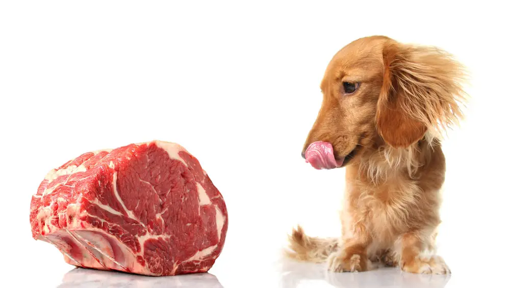 Can Dogs Tell if Meat is Spoiled