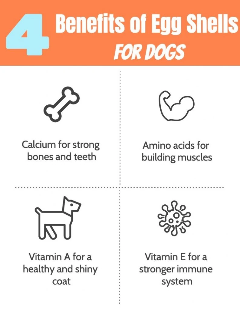Benefits of Egg Shells for Dogs