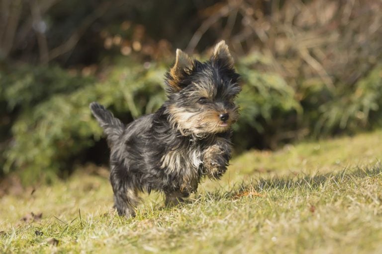images silverback yorkie puppies and tabby kittens