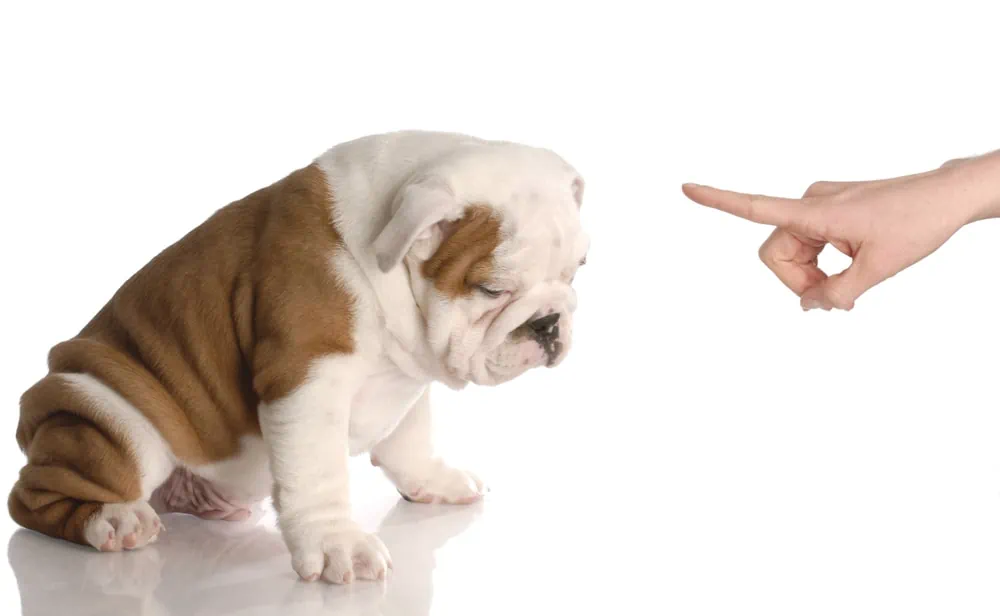 I Hit My Dog Out of Anger: Where do I Go From Here?