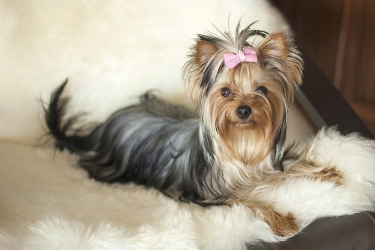 silverback yorkie for sale