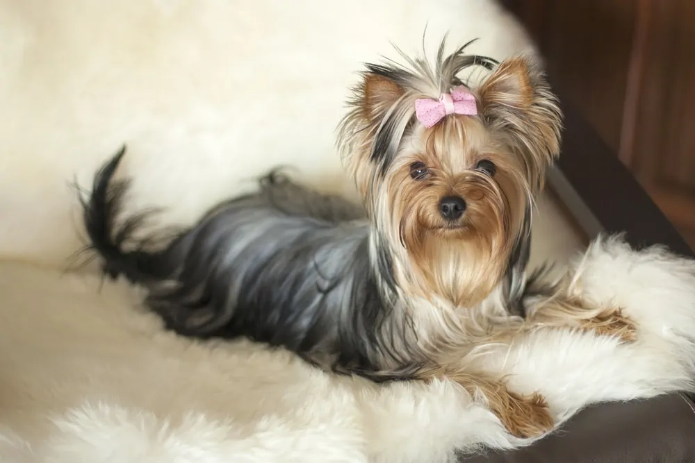 Silverback Yorkies: What you Need to Know