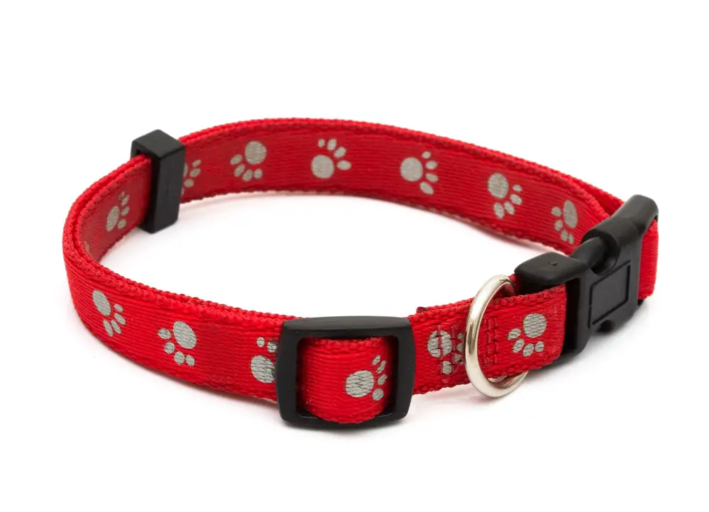 What is the Best Dog Collar for a Sensitive Neck?