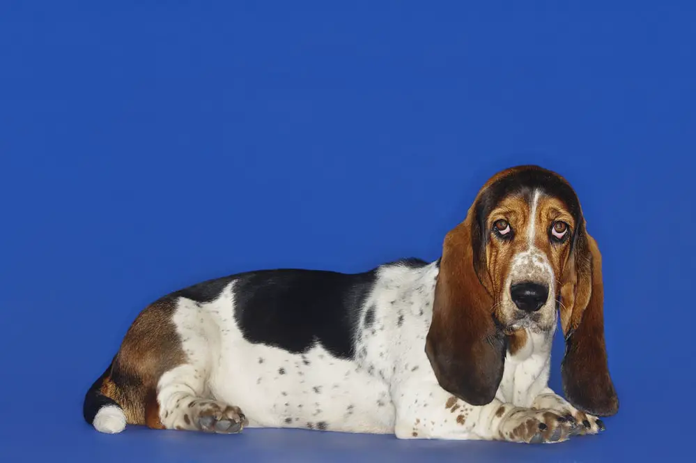 Blue Basset Hounds: The Complete Guide 2023