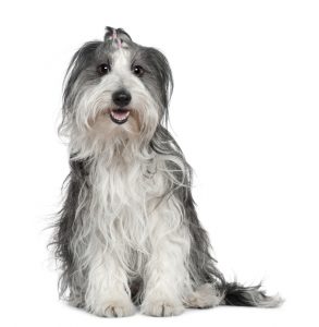Border Collie-Maltese Mix: The Complete Guide 2022