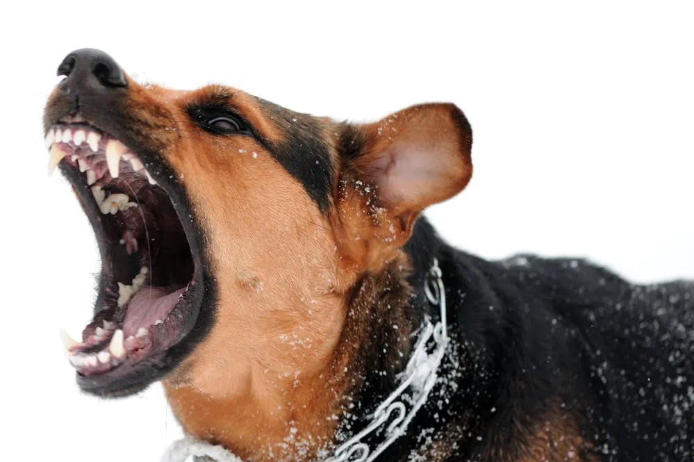 What do You do if Your Dog Barks Back When Scolded?