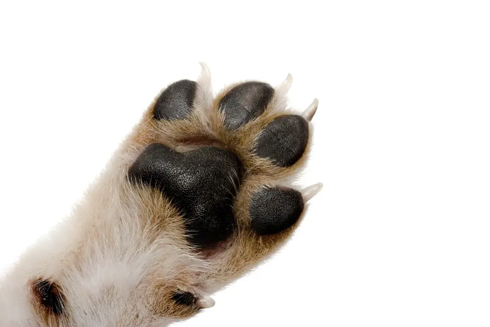 Dog Breeds That Use Their Paws A Lot - Canine HQ