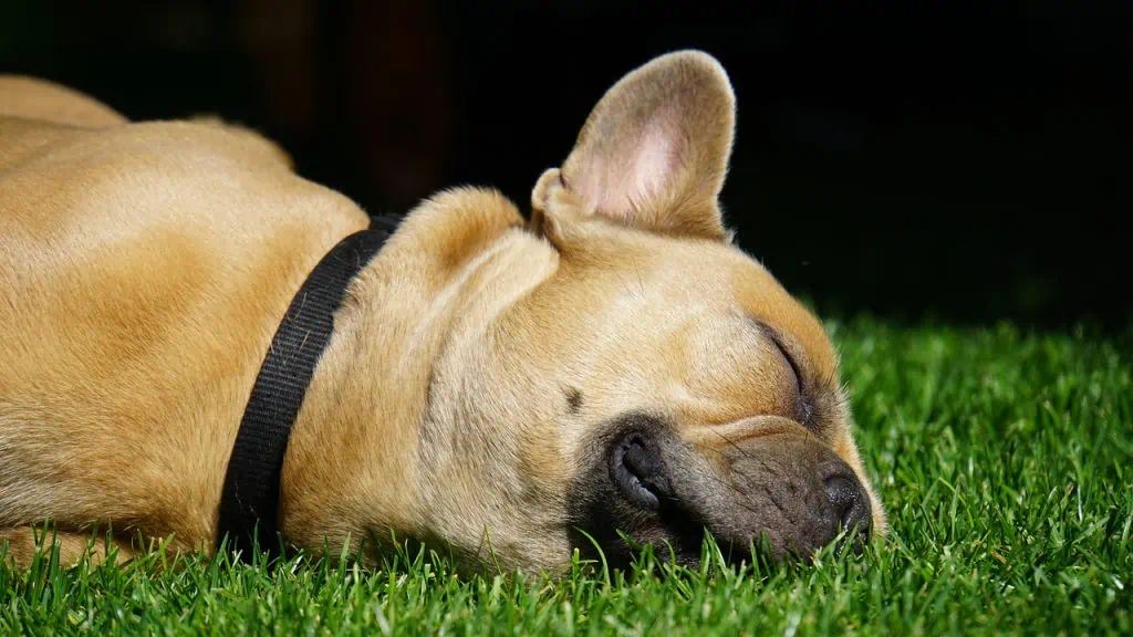 Canine Sleep Habits