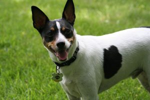 The Rat Terrier Border Collie Mix: Is it the Right Dog for You?