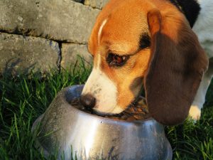 Should Dogs Eat More Than Once Per Day?