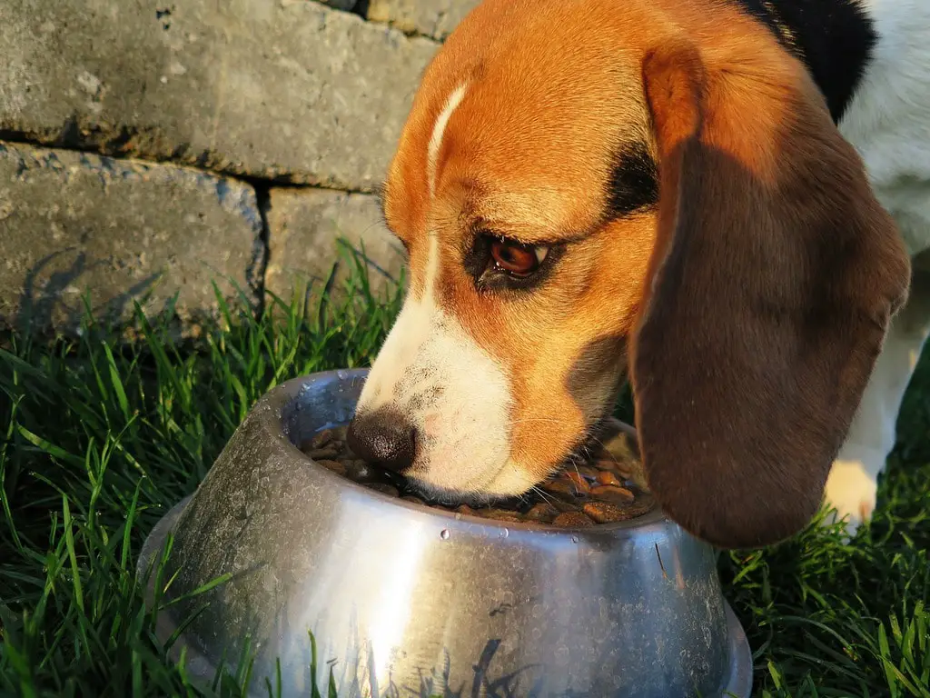should dogs eat more than once per day