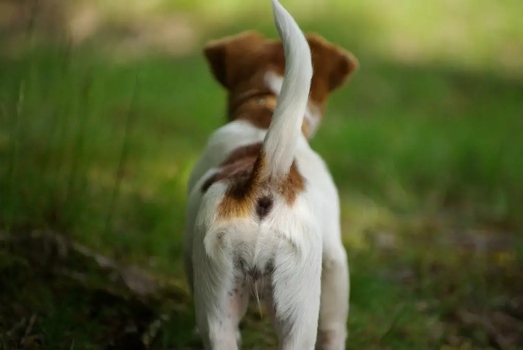 Why Do Dogs Wag Their Tails