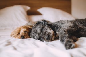 Why Do Dogs Wag Their Tails While Sleeping?