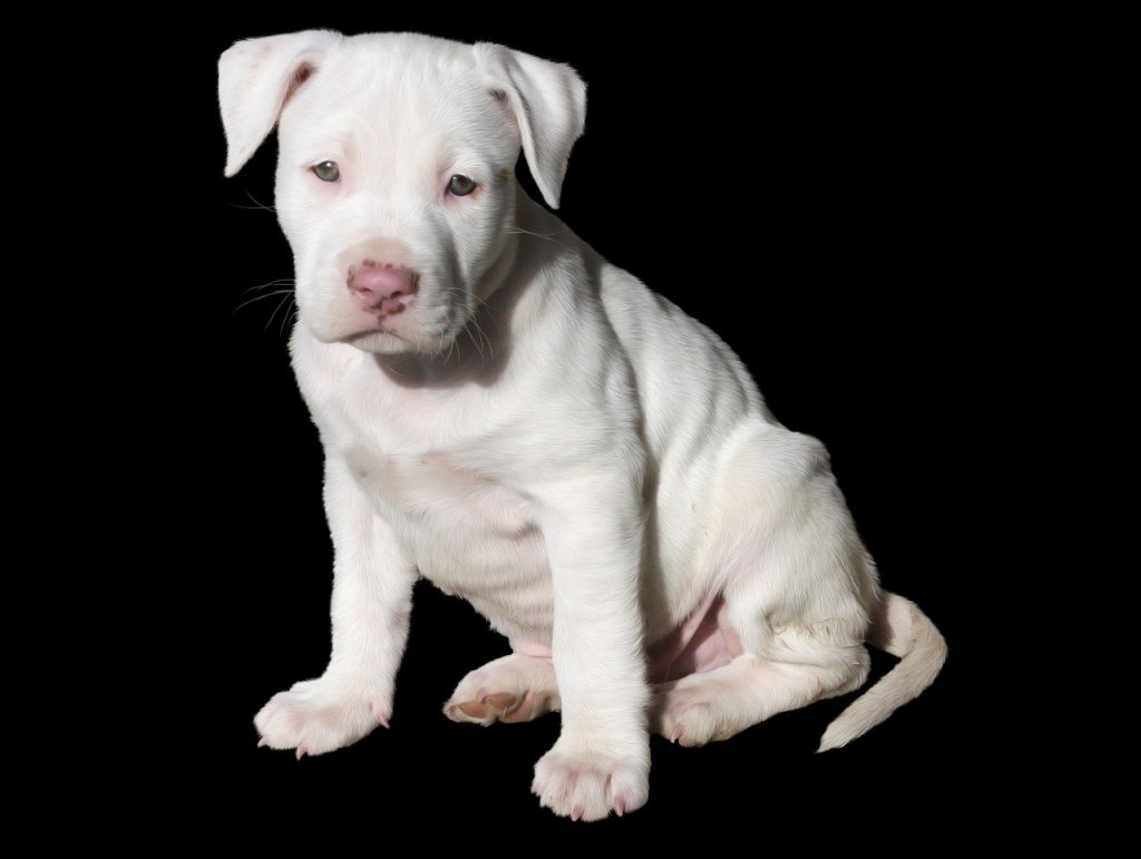 Are Pitbull Puppies Easy to Train