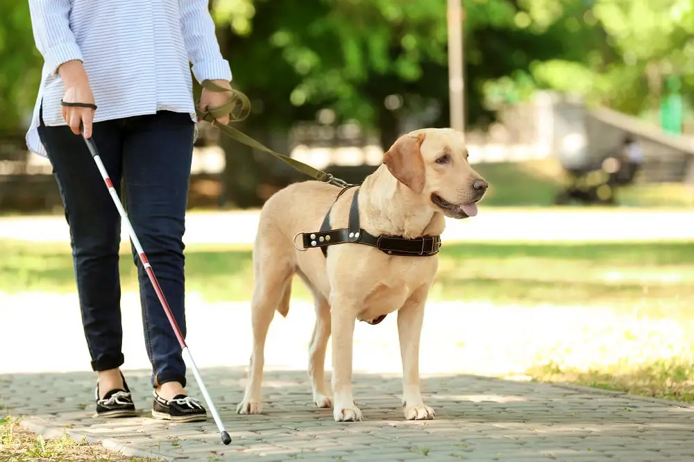Common Misconceptions About Service Dogs