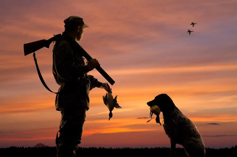 What You Need to Know About Duck Dog Training