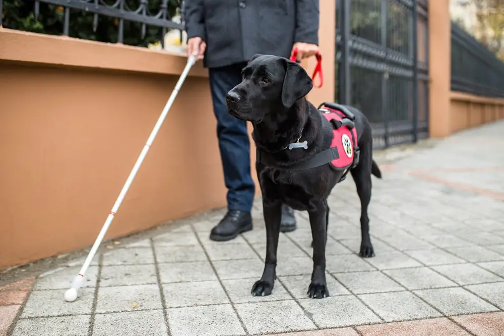 Exclusion of Service Dogs