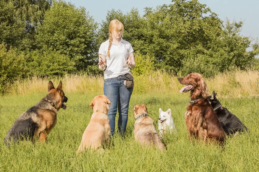 How Much Do Service Dog Trainers Make