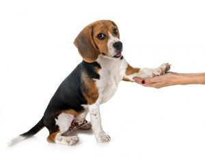 How To Teach A Dog To Shake A Paw