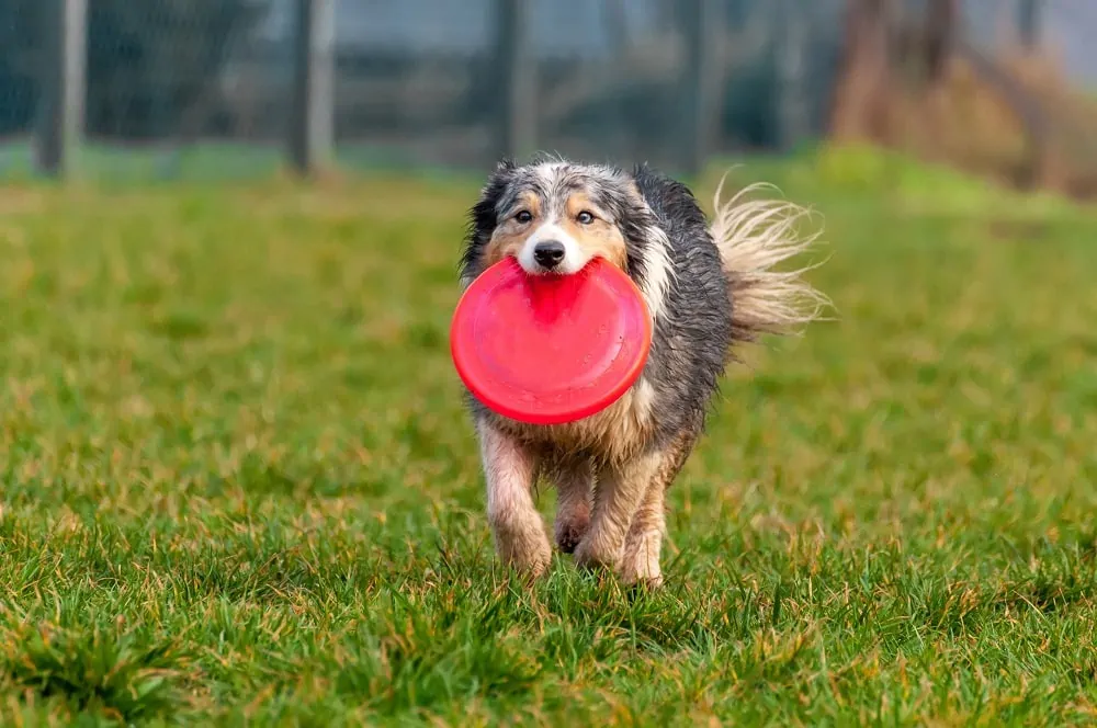 How To Teach Your Dog to Play Frisbee