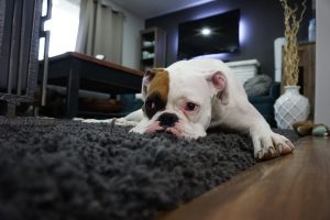 How to Get Dog Urine Smells Out of Your Carpet