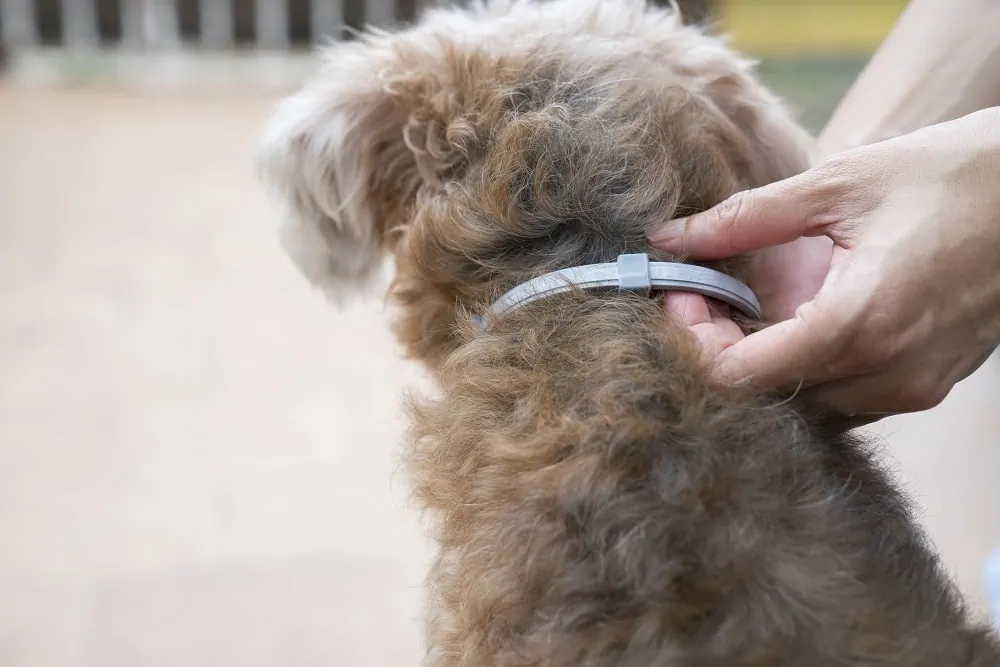How to Measure Your Dog’s Neck Size