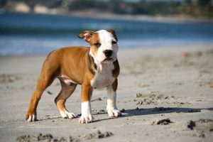 How to Train Pitbull Puppies