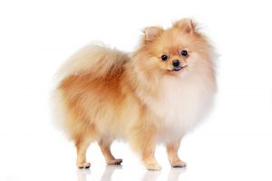 Pomeranians: The Complete Guide 2022