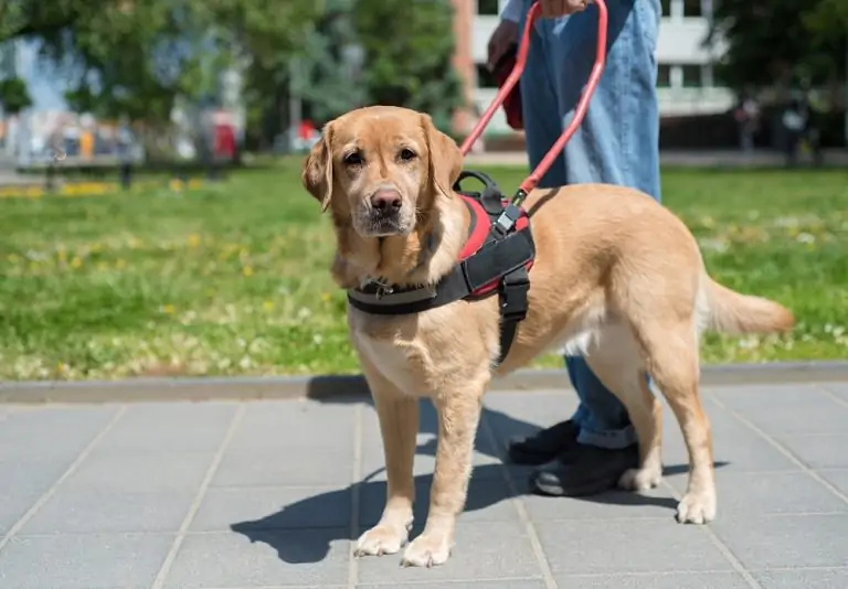 Do I Qualify for a Service Dog? - Canine HQ